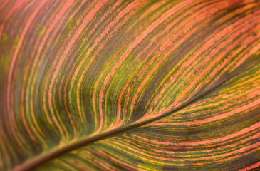 Blurred background with dark canna leaf with selective focus
