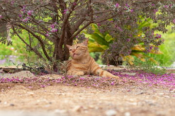 Happy ginger cat under a tree looking calm.
Happy ginger cat under a tree looking calm.
