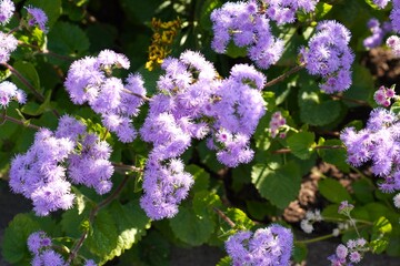 Blossoming ageratum blue bouquet in a garden plot in an ornamental plant nursery as a landscape...
