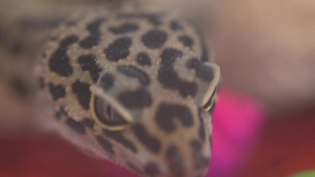 the leopard gecko eublepharis macularius is a small nocturnal lizard with spotted patterns known for its calm nature and popularity as a pet reptile
