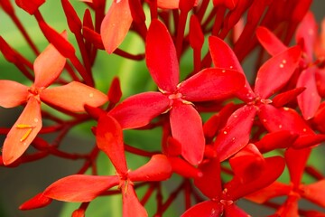 Ixora coccinea red flowers close up, tropical jungle geranium for Asian garden design and pollinator-friendly landscaping