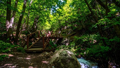Lush forest path with a wooden bridge