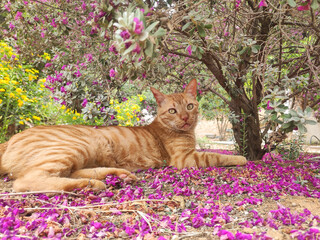 Cute ginger cat under a tree resting looking calm and happy.
