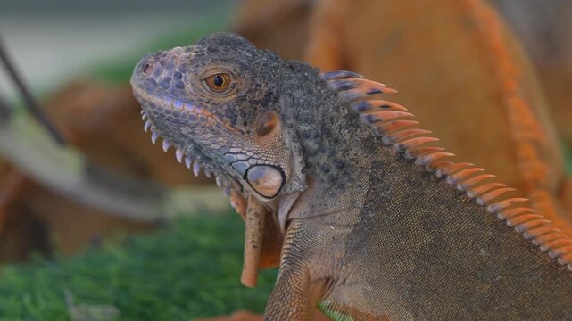 the iguana is a large tropical lizard with scaly skin and a long tail often found in forests and coastal regions admired for its exotic and striking appearance
