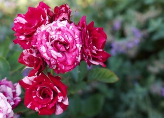 red rose with speckled petals on an inflorescence on a shrub of a garden plot in an ornamental plant nursery