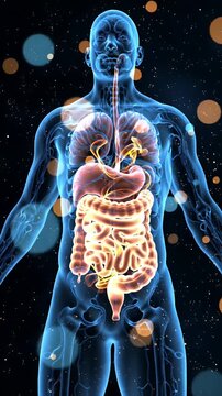 Translucent Human Figure with Glowing Internal Organs and Skeletal System Against Dark Starry Background