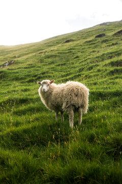 View of a solitary sheep stands in a field of vibrant green, its woolly coat contrasting with the dark grass, under the soft glow of the sun, Tr&Atilde;&cedil;llanes, Kalsoy, Faroe Islands.