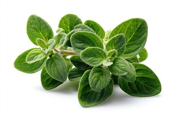 Fresh oregano sprig close-up
