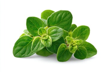 Fresh oregano sprigs