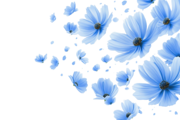 Delicate blue flowers scattering and floating in a dynamic pattern isolated on transparent background. Flying blue flowers isolated on white background.