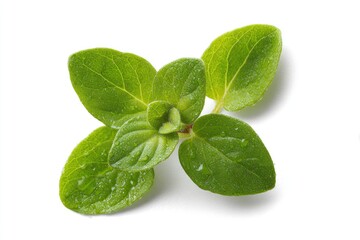 Fresh oregano sprigs, close-up