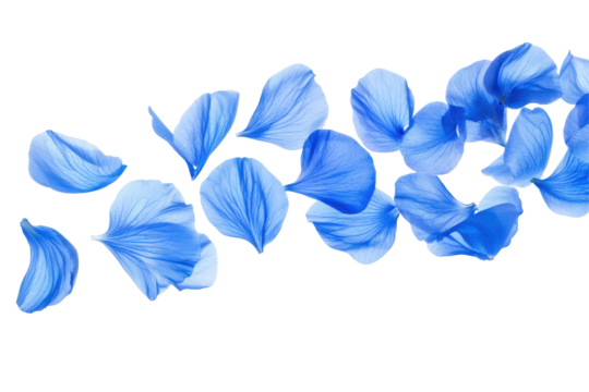 Falling blue flower petals isolated on transparent background. Flying blue petals isolated on white background. - Powered by Adobe
