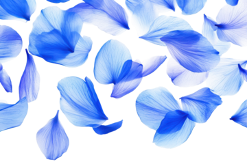 Scattered blue flower petals isolated on transparent background. Flying blue petals isolated on white background.