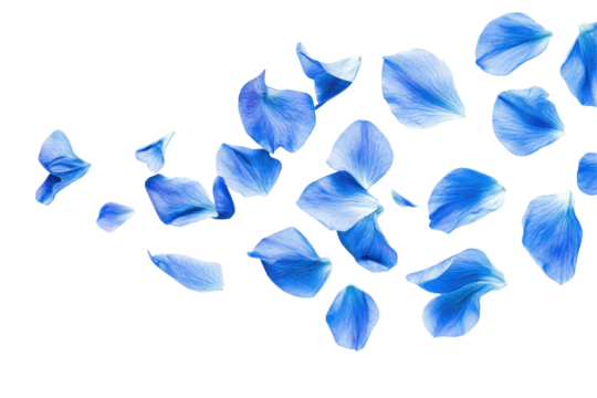 Scattered blue rose petals falling isolated on transparent background. Flying blue petals isolated on white background.