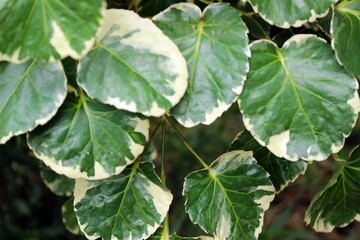 Variegated Polyscias scutellaria leaves close up, tropical shield aralia foliage for ornamental garden and eco design