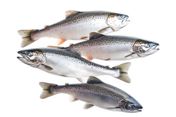 Obraz premium Four fresh salmon fish isolated on transparent background. Flying piece of salmons isolated on white background.