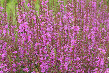 Close up of the purple flowers of the perennial summer flowering garden plant lythrum virgatum...