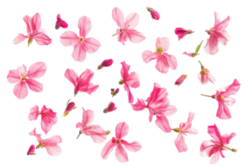 Scattered pink cherry blossom petals isolated on transparent background. Flying pink flowers isolated on white background.