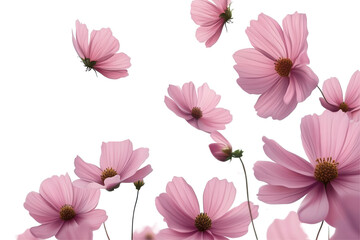 Delicate pink cosmos flowers and petals floating in the air isolated on transparent background. Flying pink flowers isolated on white background.