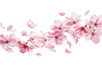 Delicate pink cherry blossom branch with falling petals isolated on transparent background. Flying pink petals isolated on white background.