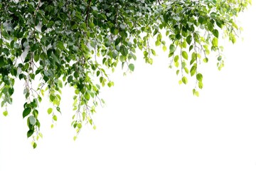Obraz premium Fresh green leaves cascading from branches, isolated on white