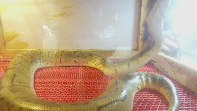 malayopython reticulatus known as the reticulated python is one of the largest snakes in the world with striking scale patterns found across southeast asia