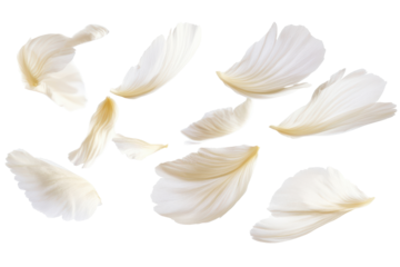 Scattered white flower petals isolated on transparent background. Flying white petals isolated on white background.