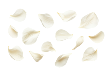Scattered white flower petals isolated on transparent background. Flying white petals isolated on white background.