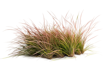 Summer grass isolated on transparent background