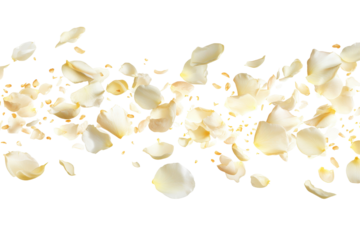 Soft falling cream rose petals isolated on transparent background. Flying white rose petals isolated on white background.