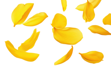Scattered yellow flower petals isolated on transparent background. Flying yellow petals isolated on white background.