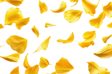 Scattered yellow flower petals isolated on transparent background. Flying yellow petals isolated on white background.