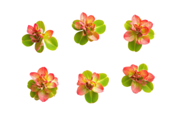 Clusters of small pink and orange flowers with green leaves isolated on transparent background. Leaf clover group top view isolated on white background.