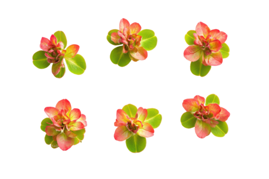 Clusters of small pink and orange flowers with green leaves isolated on transparent background. Leaf clover group top view isolated on white background.