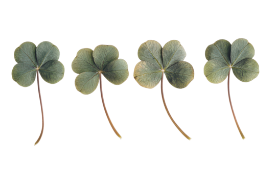 Four leaf clover plants isolated on transparent background. Leaf clover isolated on white background.