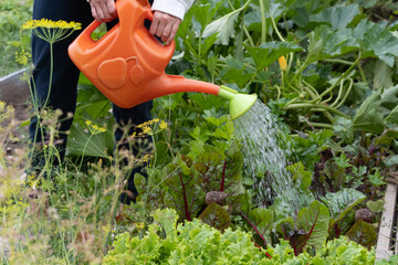 watering vegetables in the garden