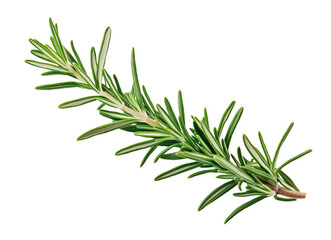 Fototapeta premium Twig of rosemary isolated on transparent background