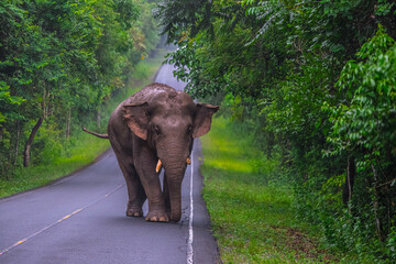 Elephants are large mammals and are the largest land animals. Wild elephants eat plants. They are...