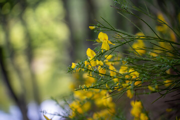 Close-up of rush broom flowers