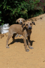 Vulnerable Stray Puppy on Sandy Ground