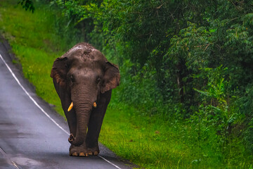 Elephants are large mammals and are the largest land animals. Wild elephants eat plants. They are...