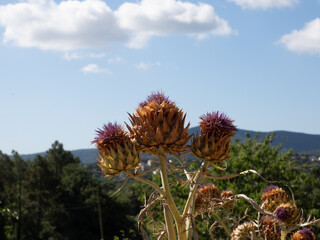 Close-up of some flowering and dried thistles