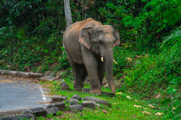Elephants are large mammals and are the largest land animals. Wild elephants eat plants. They are big, have a small head, big legs, and have a trunk that reaches to the ground. That trunk is the nose.