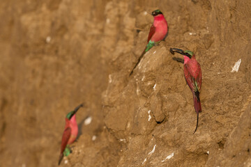 Colony of Southern Carmine Bee-eater (Merops nubicoides) nesting in the bank of the Luangwa River...