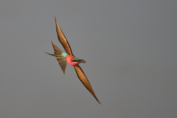 Southern Carmine Bee-eater (Merops nubicoides) in flight hunting insects over the Luangwa River in...