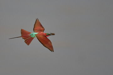 Southern Carmine Bee-eater (Merops nubicoides) in flight hunting insects over the Luangwa River in...