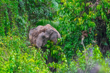 Elephants are large mammals and are the largest land animals. Wild elephants eat plants. They are big, have a small head, big legs, and have a trunk that reaches to the ground. That trunk is the nose.