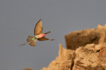 Southern Carmine Bee-eater (Merops nubicoides) in flight hunting insects over the Luangwa River in South Luangwa National Park, Zambia