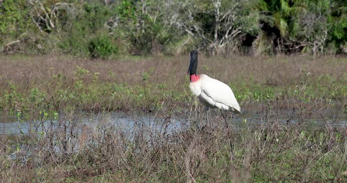 Tuiui&uacute;, jabiru, symbol of the Pantanal Mato Grosso do Sul, Brazil, birds