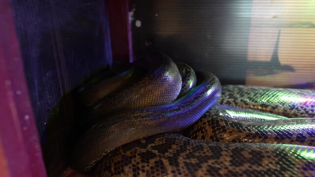 the python is a large nonvenomous constrictor snake found in asia and africa known for its patterned scales powerful coils and impressive size in the wild